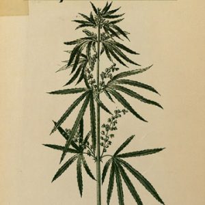 Marijuana and Health